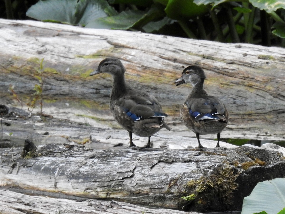 Wood Duck - ML364142951