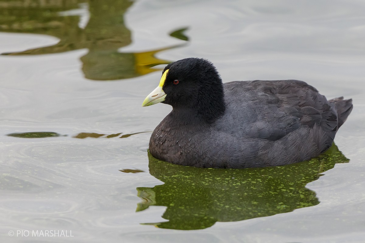 White-winged Coot - ML364145771