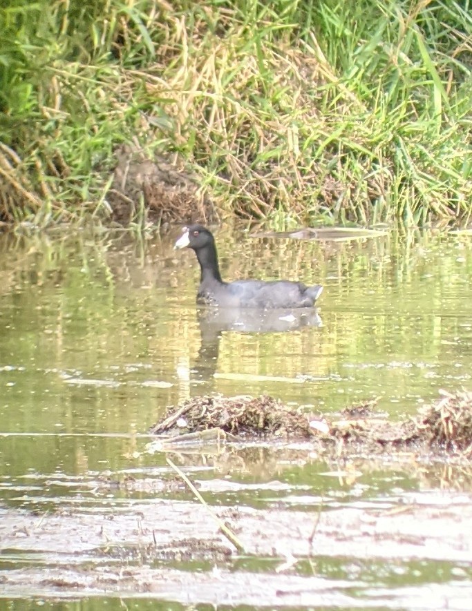 American Coot - ML364147071