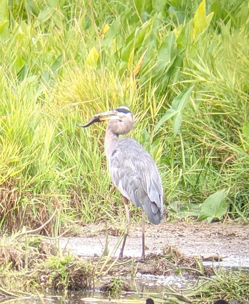 Great Blue Heron - ML364147121