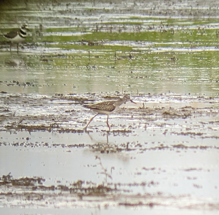 Lesser Yellowlegs - ML364147641