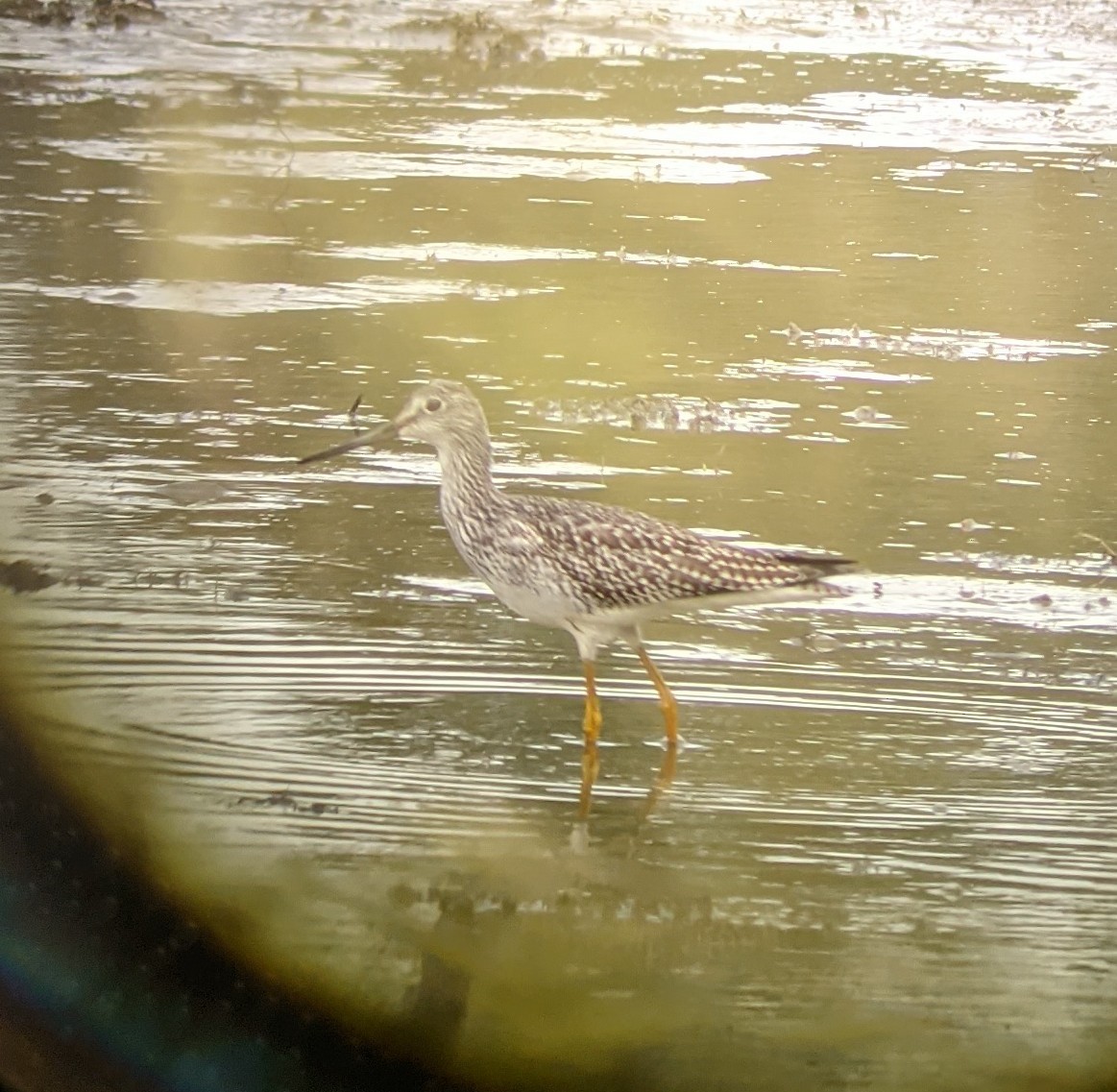 Greater Yellowlegs - ML364148311