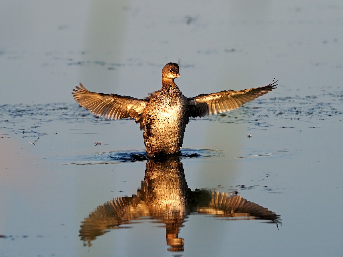 Pied-billed Grebe - ML364148541