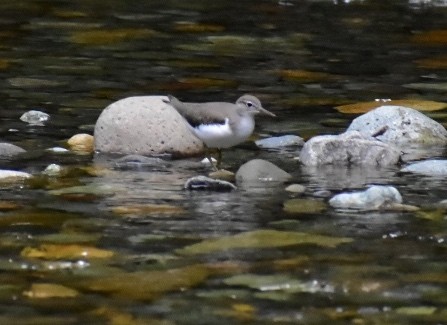 Spotted Sandpiper - ML364149411