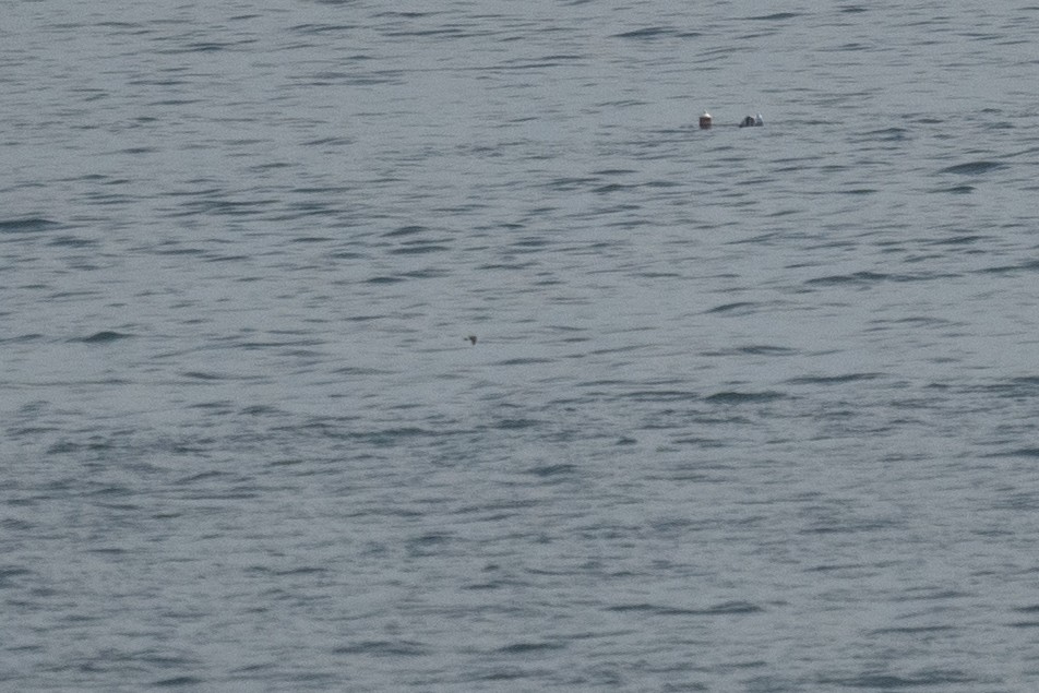 Wilson's Storm-Petrel - ML364150821