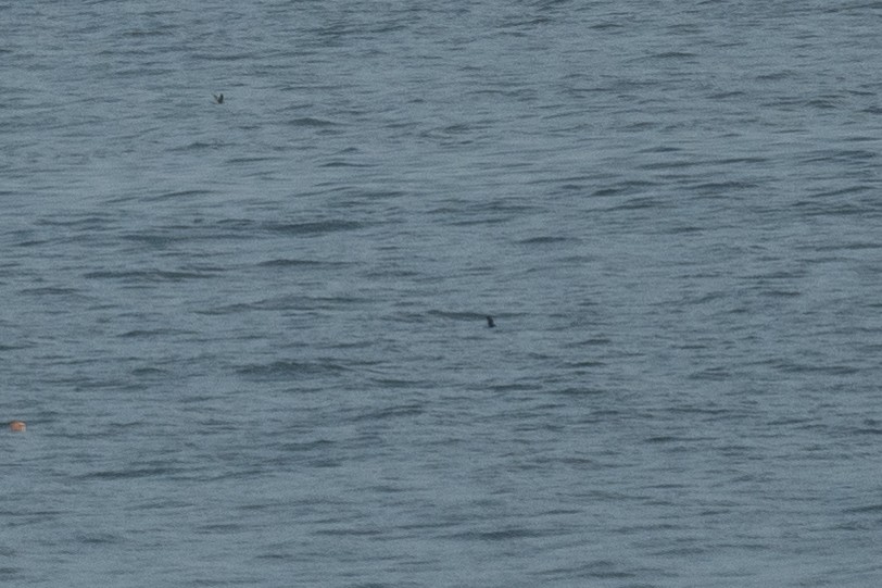 Wilson's Storm-Petrel - ML364150841