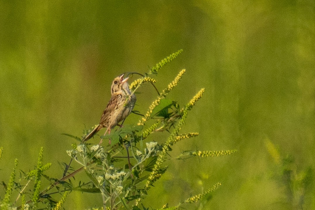 Henslow's Sparrow - ML364151601