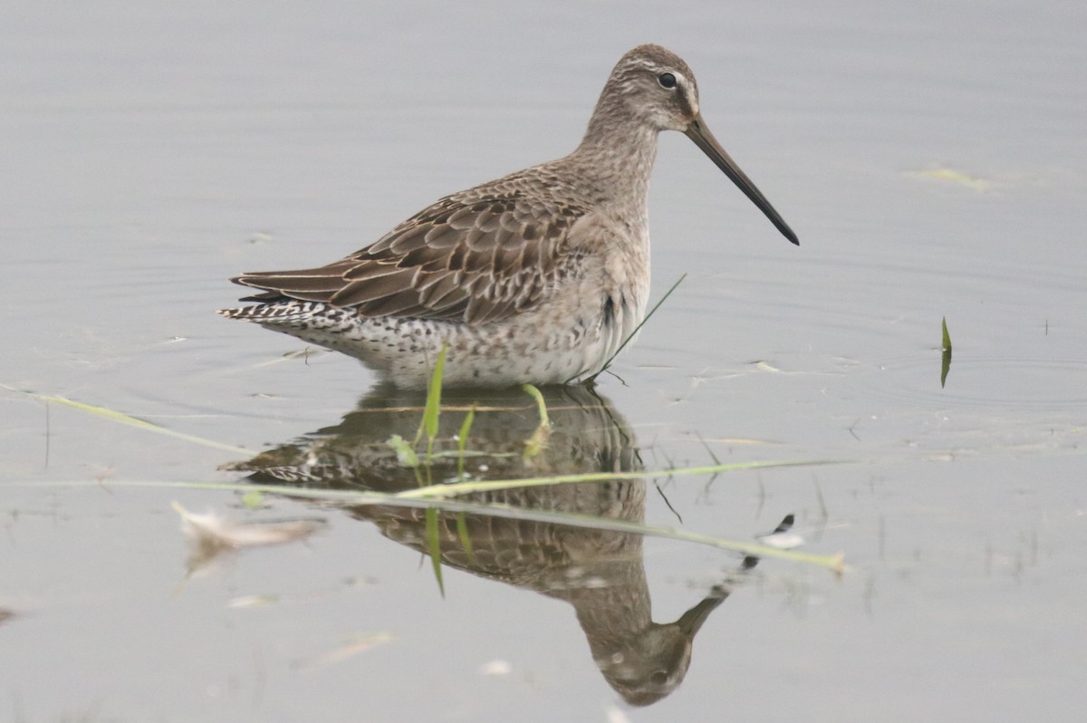 Long-billed Dowitcher - ML36415181