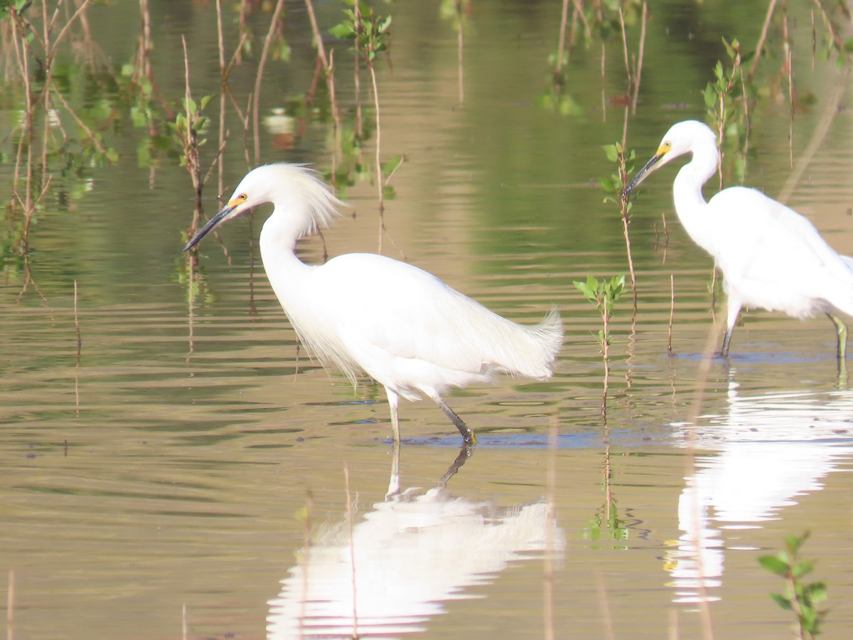Snowy Egret - ML364152791