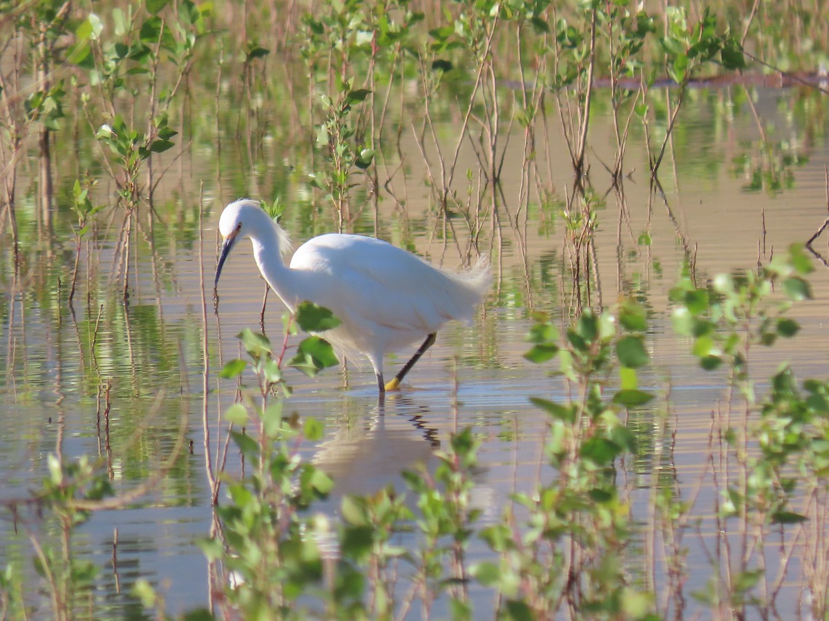 Snowy Egret - ML364153301