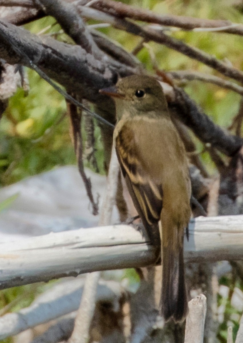 Willow Flycatcher - ML364154491