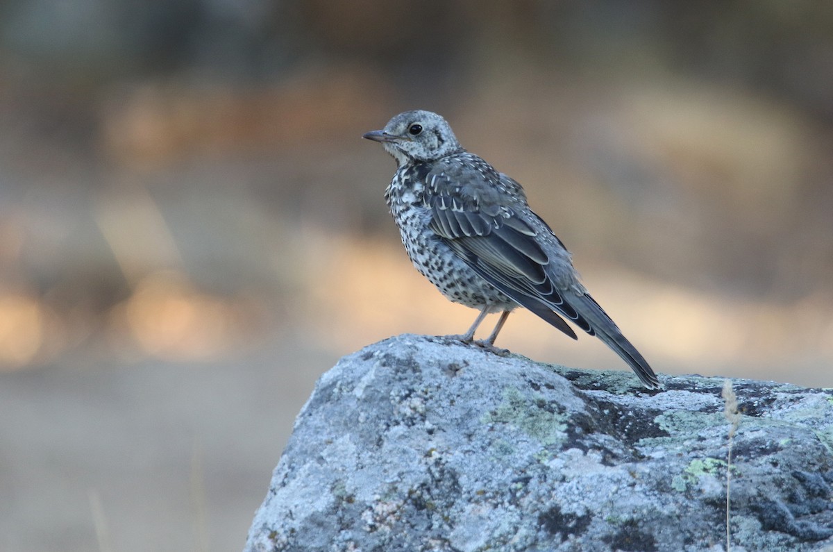 Mistle Thrush - ML364157431