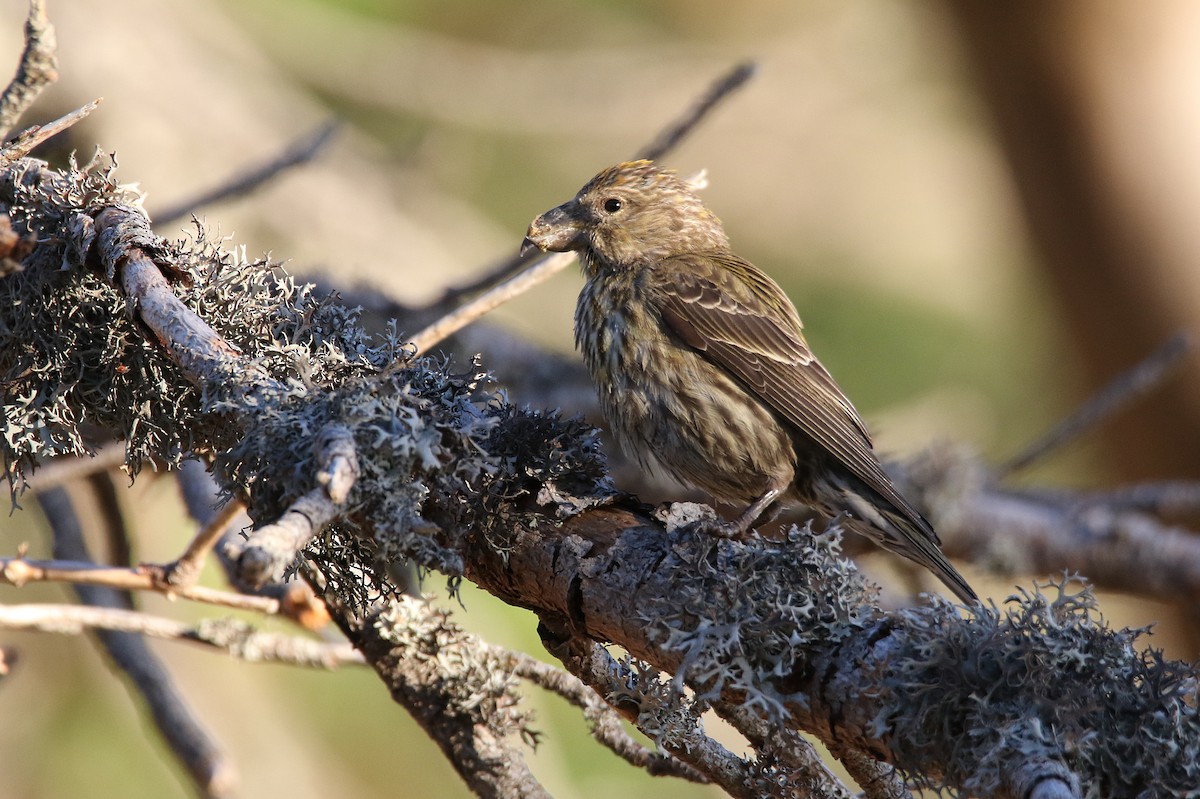 Red Crossbill (Corsican) - ML364157451