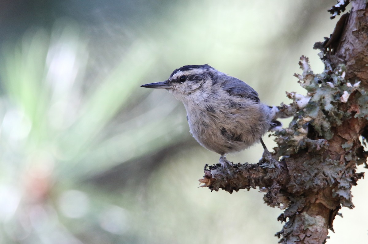 Corsican Nuthatch - ML364157561