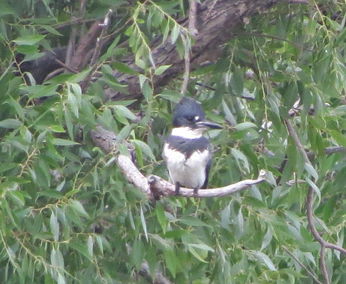 Belted Kingfisher - ML364159081