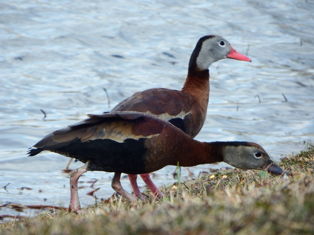 Black-bellied Whistling-Duck - ML364159601