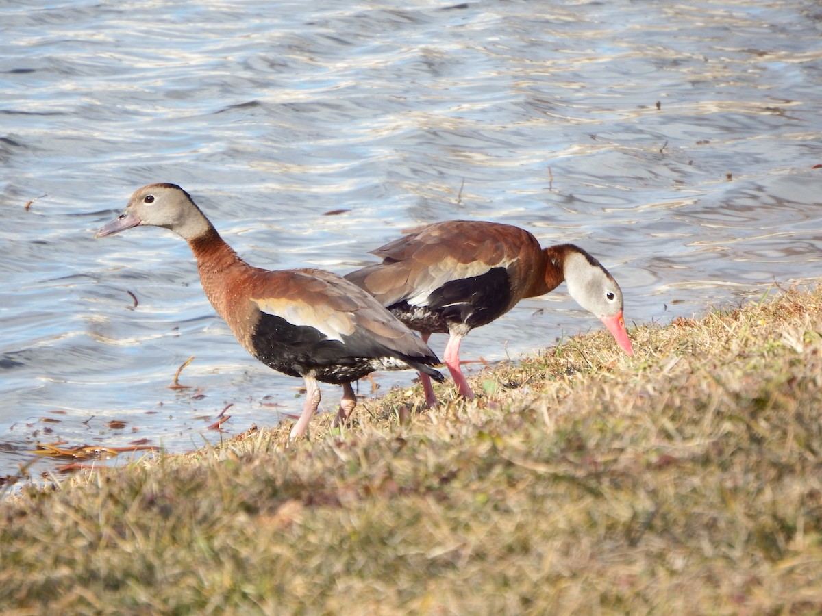 Black-bellied Whistling-Duck - ML364159821