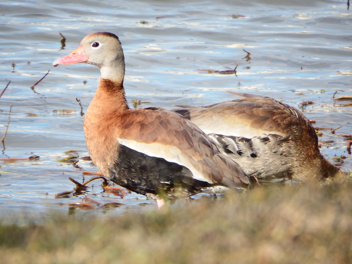 Black-bellied Whistling-Duck - ML364160121