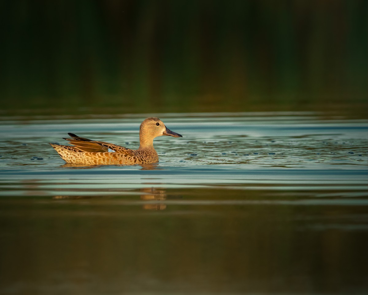 Blue-winged Teal - ML364160721