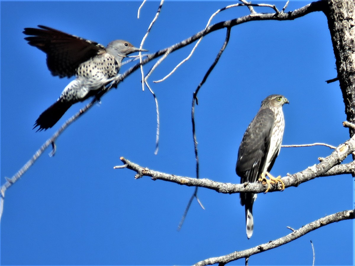 Sharp-shinned Hawk - ML364160881