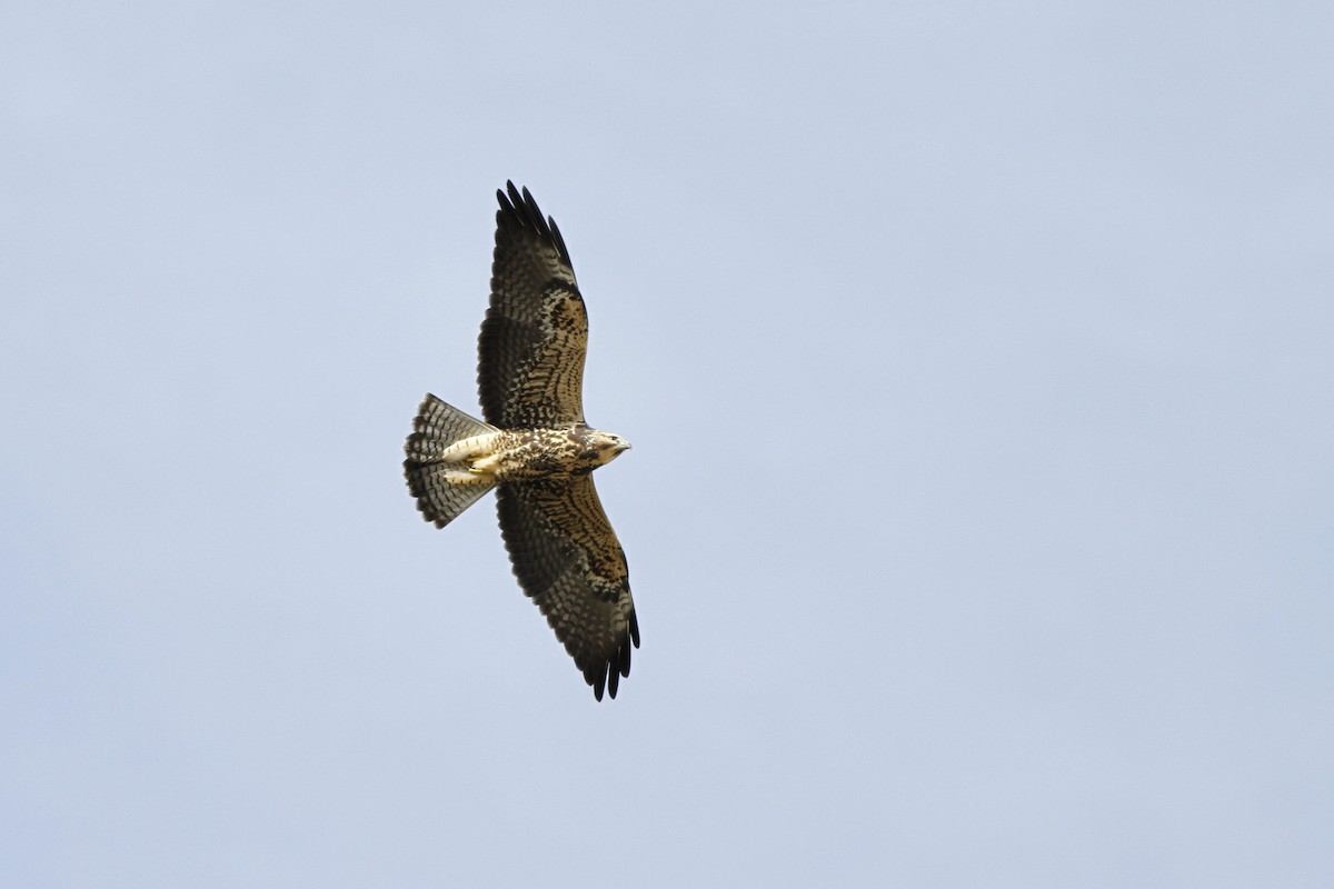 Swainson's Hawk - Kyle Lima