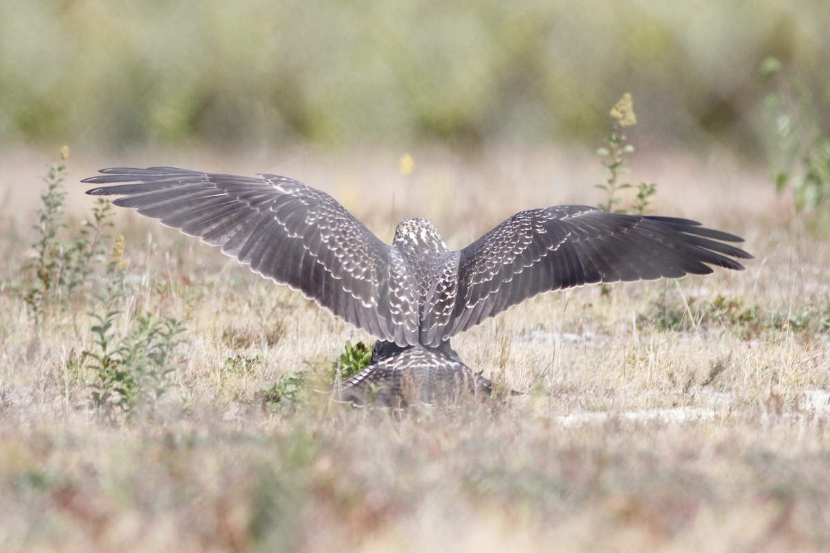 Swainson's Hawk - Kyle Lima