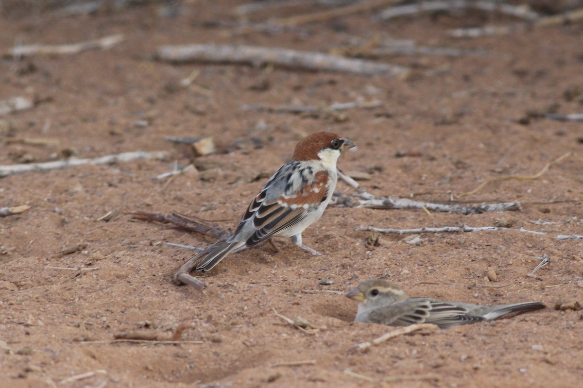 Somali Sparrow - Tyler Joyner