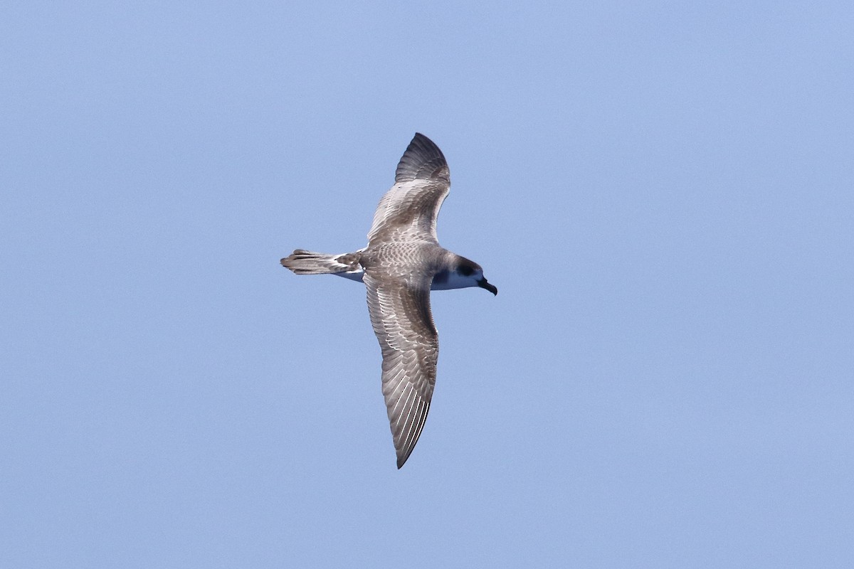 Petrel de las Juan Fernández - ML364161841