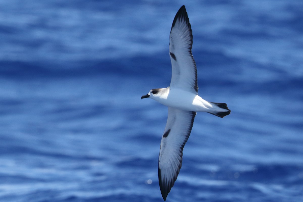 Petrel de las Juan Fernández - ML364161971