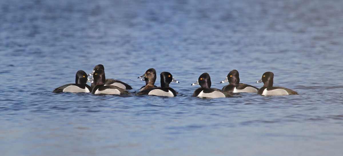 Ring-necked Duck - ML36416241