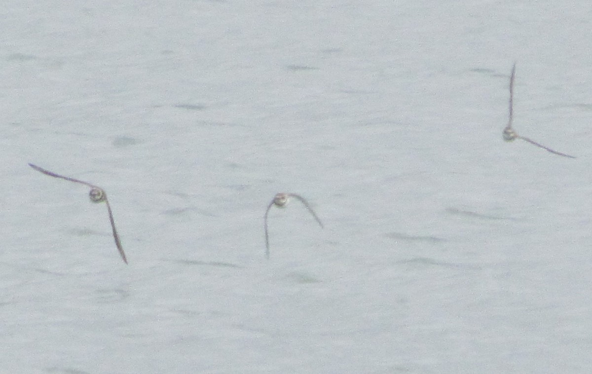 Semipalmated Plover - ML364163091