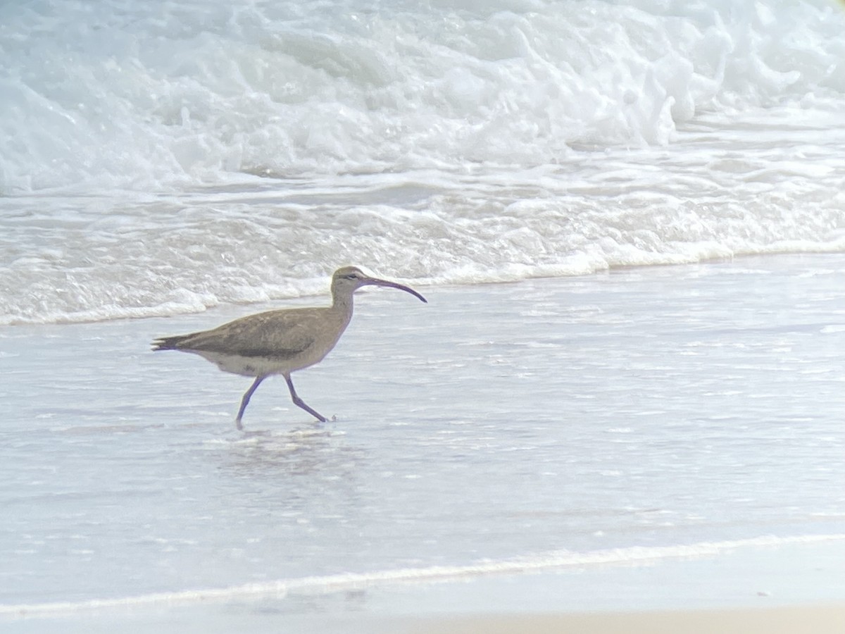 Whimbrel (Hudsonian) - Michael Parrish