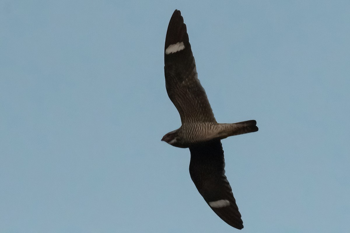 Common Nighthawk - ML364163711