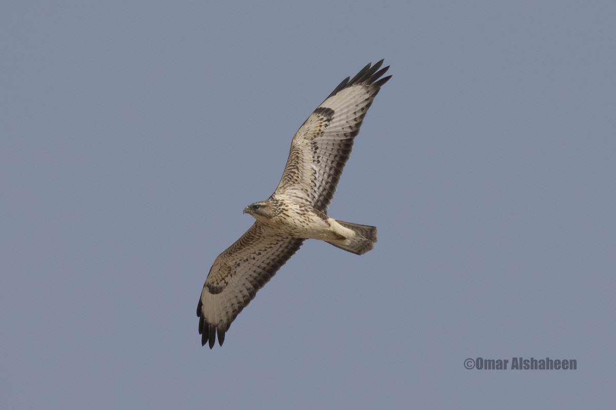 Common Buzzard (Steppe) - Omar alshaheen