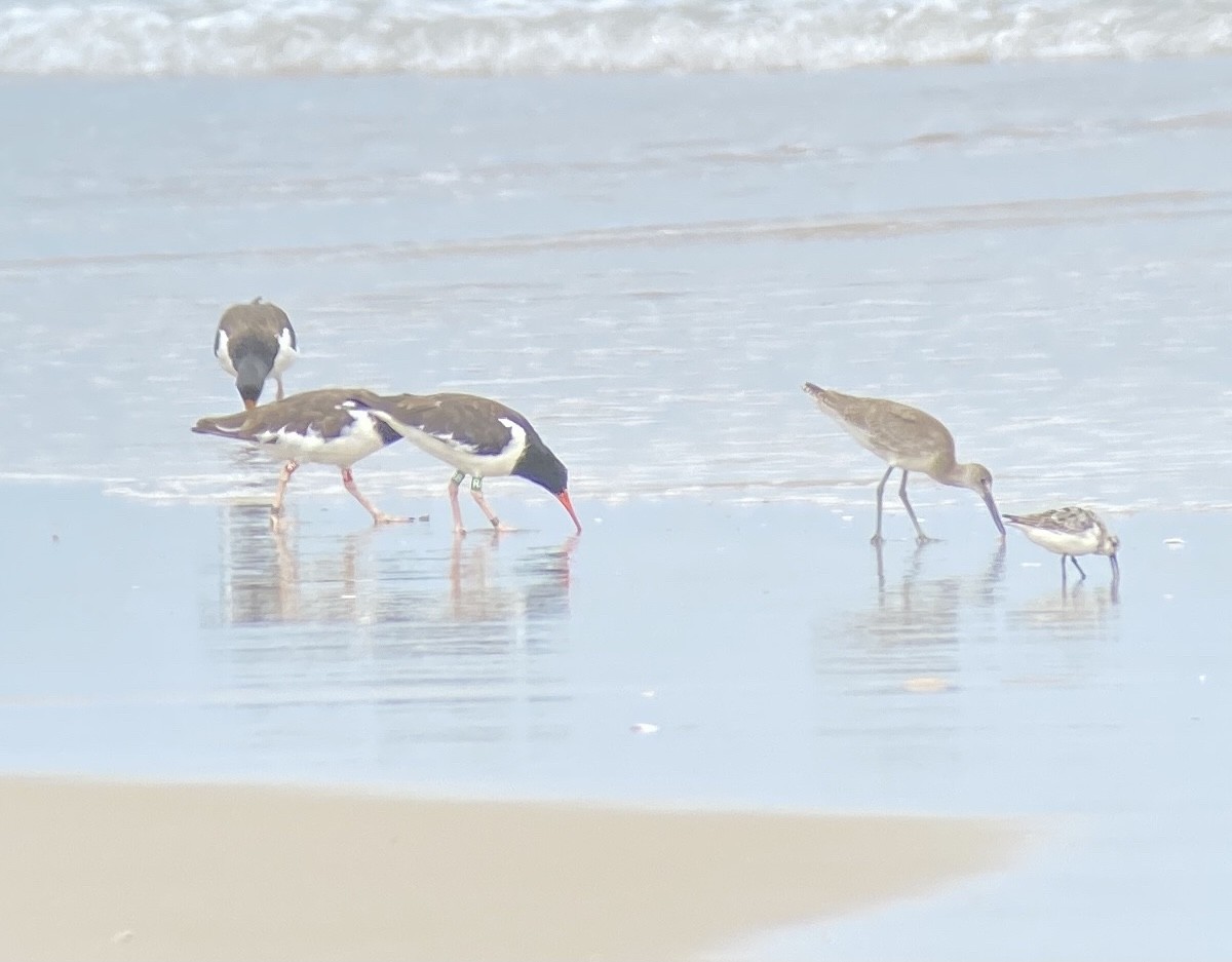 American Oystercatcher - Michael Parrish