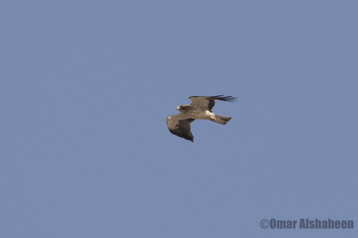 Águila Calzada - ML36416481