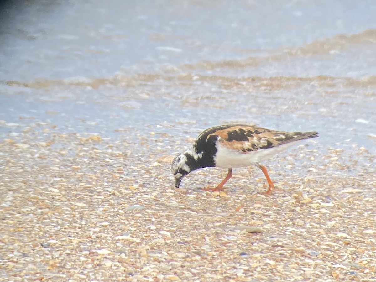 Ruddy Turnstone - Michael Parrish