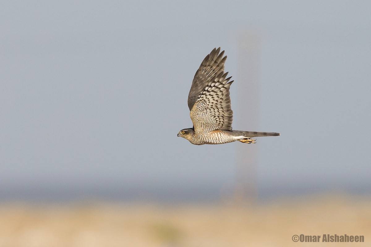 Eurasian Sparrowhawk - ML36416701