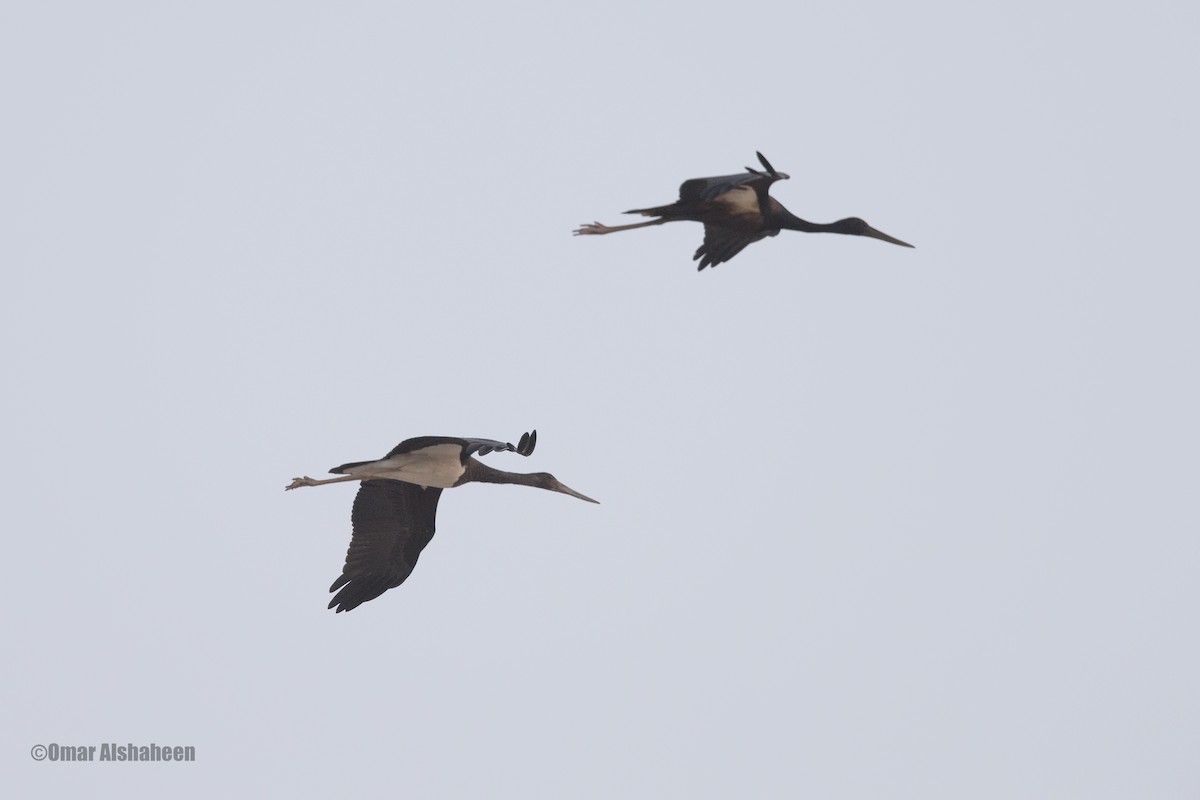 Black Stork - ML36416841