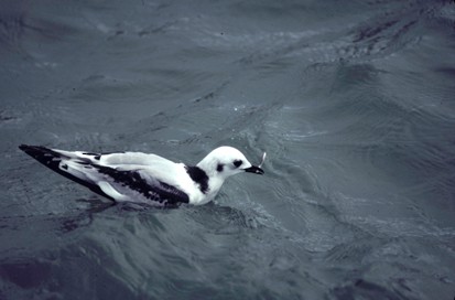 Black-legged Kittiwake - Nick Kontonicolas