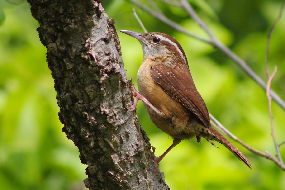 Carolina Wren - ML364168921