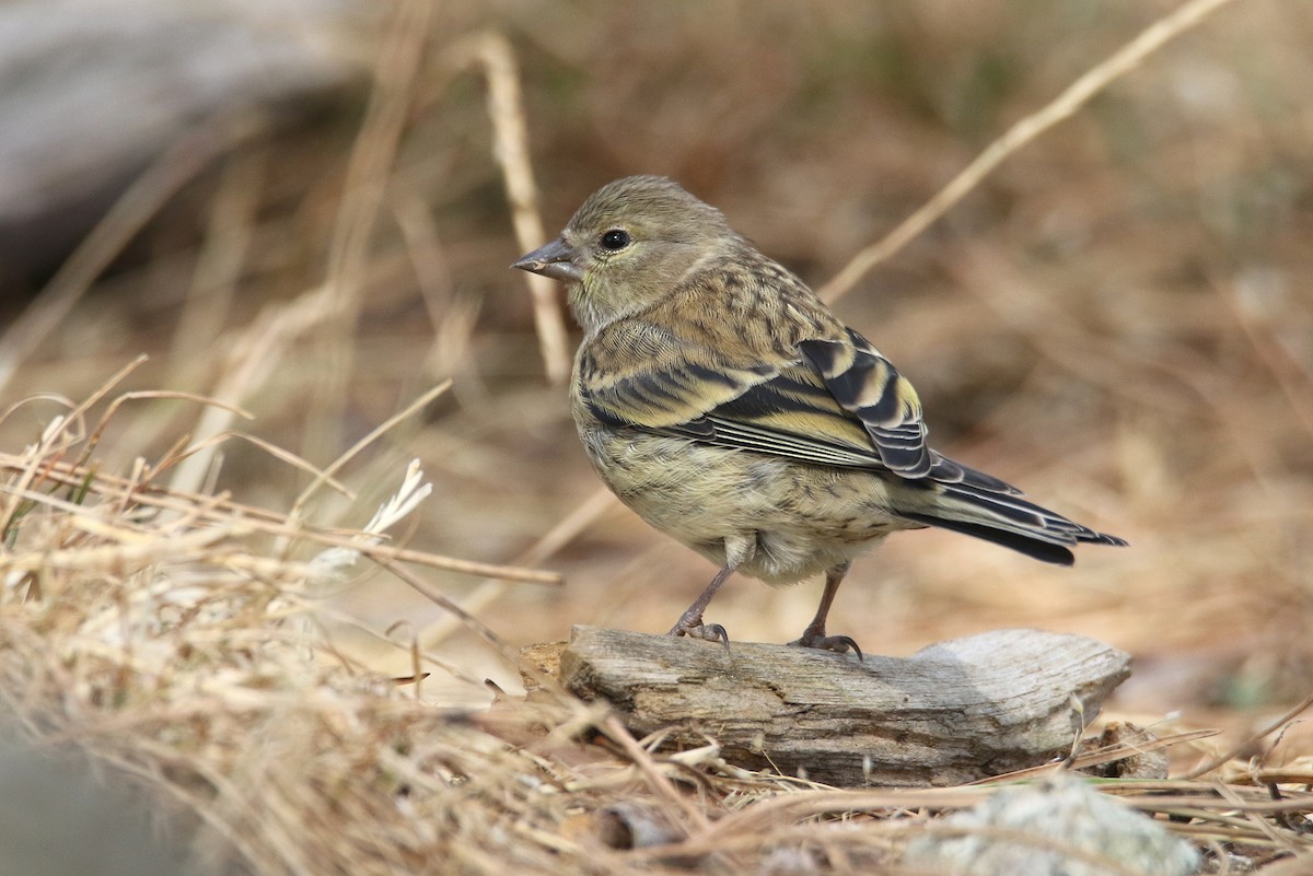 Corsican Finch - ML364169131