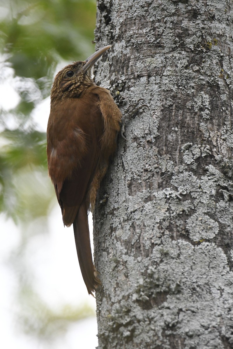 Black-banded Woodcreeper - ML364169891