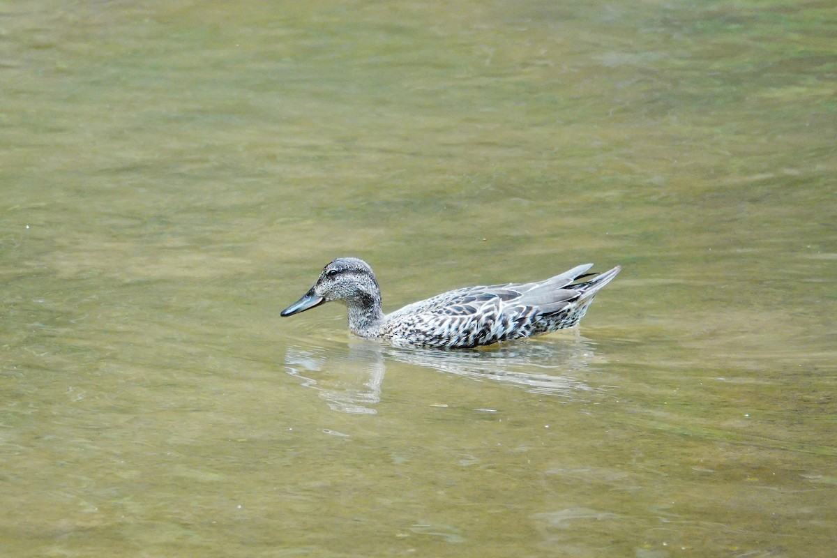 Green-winged Teal - ML364172371