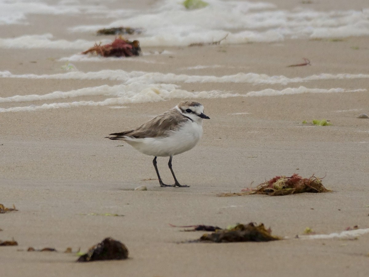 Тэнгисийн хиазат - ML364172741