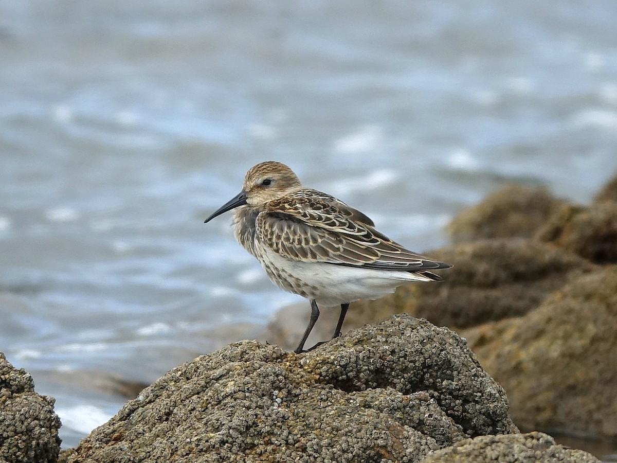 Хар элсэг - ML364172761