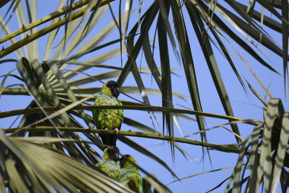 Nanday Parakeet - Kyle Gardiner