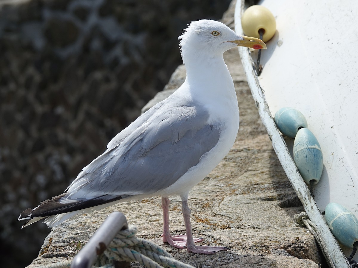 Мөнгөлөг цахлай - ML364173241