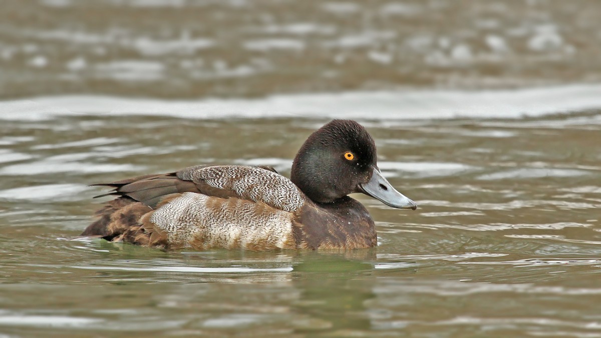 Lesser Scaup - Ryan Schain