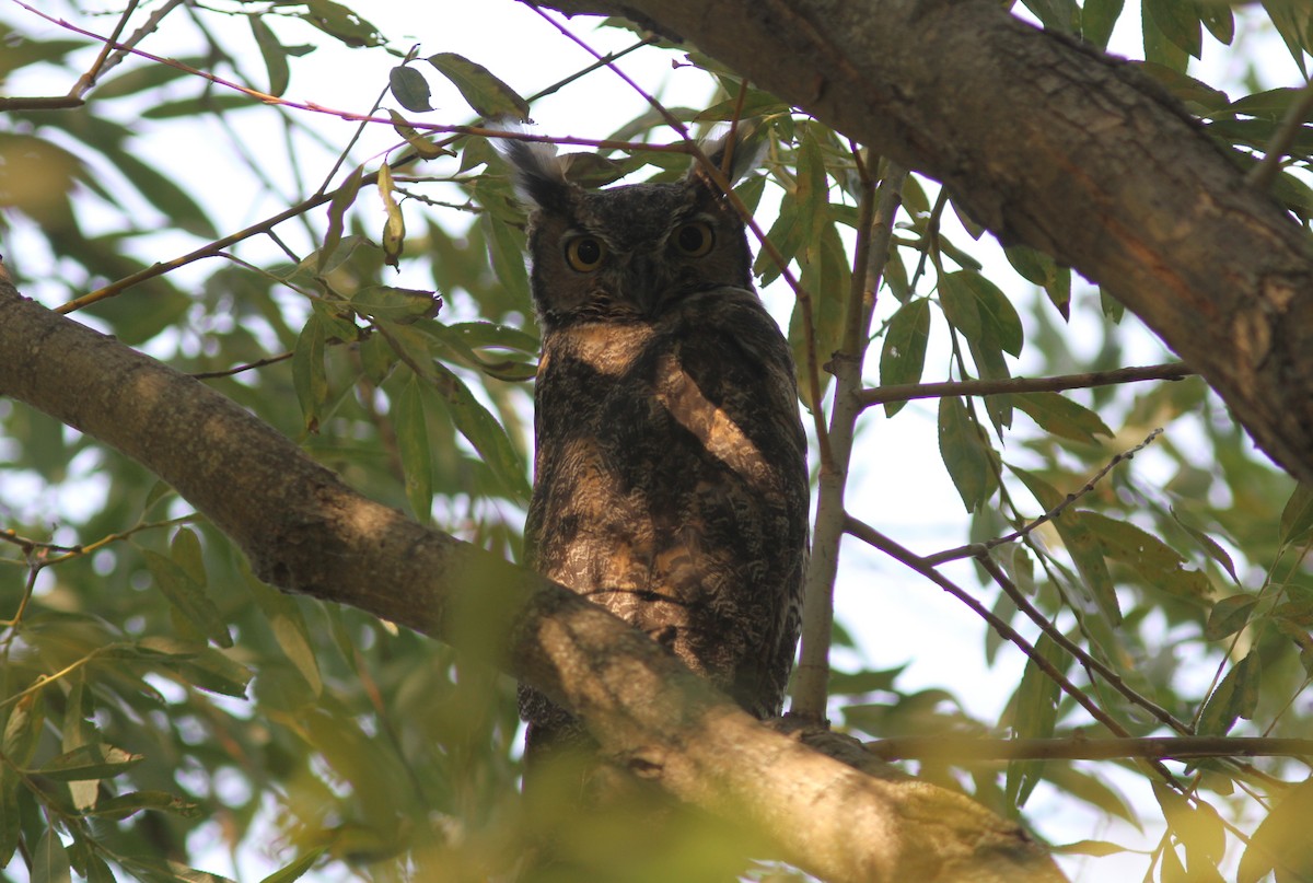 Great Horned Owl - ML364173591